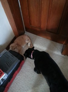 simplifythechaos.com