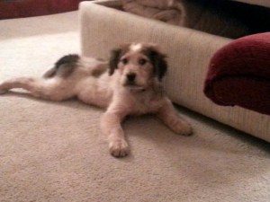 simplifythechaos.com