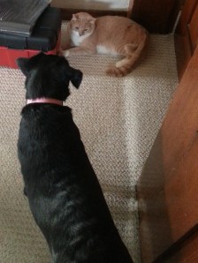 simplifythechaos.com