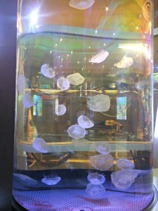 Jellyfish Tank